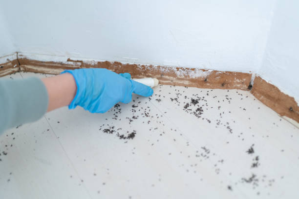 Reliable East Hills, NY Pest Control Solutions